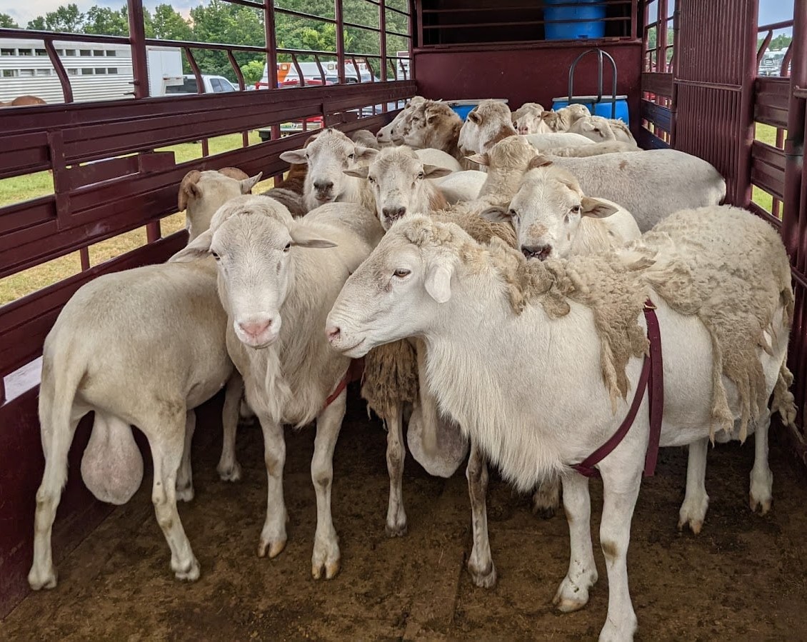 Livestock | Justa Lil Rodeo